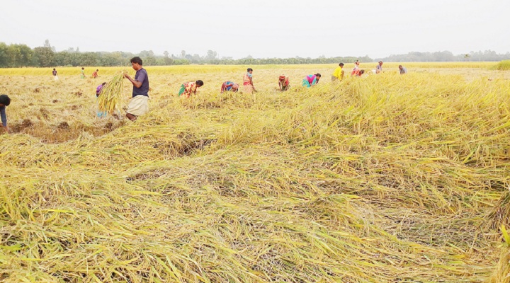 ছবি: পোরশায় মাঠে মাঠে ধান কাটতে ব্যস্ত সময় পার করছেন কৃষক-কৃষাণী 