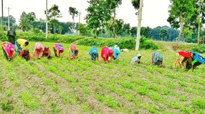 রোপণ ও পরিচর্যায় ব্যস্ত খানসামার কৃষকরা | ছবি: প্রতিনিধি