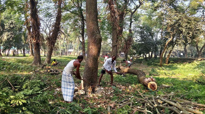 বৃক্ষনিধ‌নে আম, লিচু ও নার‌কেল বাগা‌নের ঐ‌তিহ‌্য হারা‌চ্ছে বাকৃ‌বি। ছবি: প্রতিনিধি