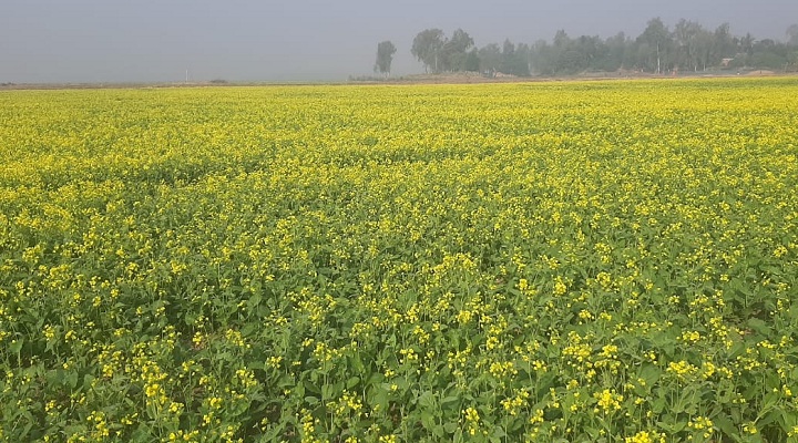 সরিষা ফুলে ছেয়ে গেছে ফসলের মাঠ। ছবি: প্রতিনিধি