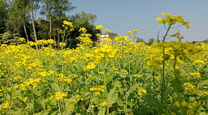 ফুলবাড়ীর মাঠে সরিষার হলুদ ফুলের সমারোহ এক অপরূপ দৃশ্য। ছবি: খোলা কাগজ।