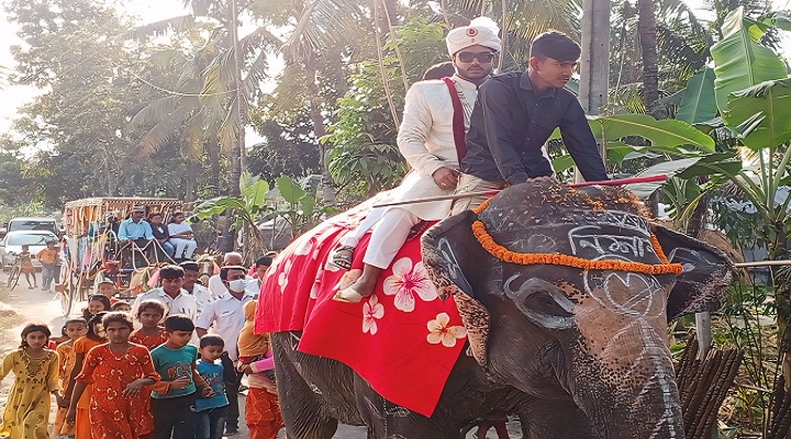  হাতির পিঠে বরযাত্রী, শৈলকুপায় রাজকীয় বিয়ে | ছবি: প্রতিনিধি 