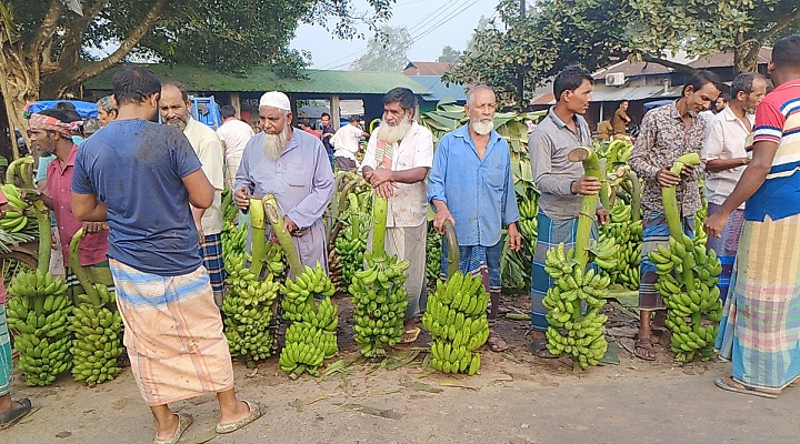 সখীপুরে কোটি টাকার কলার হাট