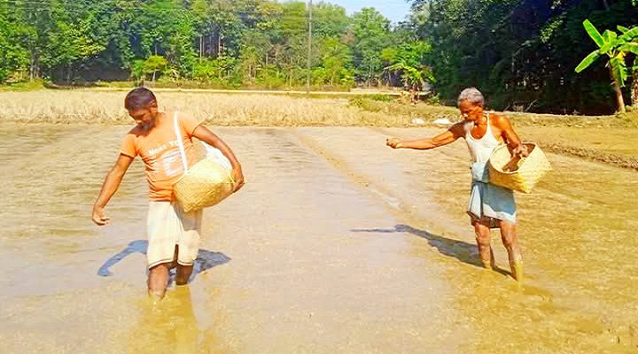 রাউজানে বোরো ধান চাষে ব্যস্ত কৃষকরা