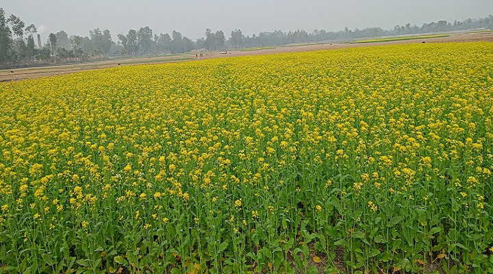 বোচাগঞ্জ উপজেলার দিগন্তজোড়া সরিষার মাঠ। ছবি: প্রতিনিধি