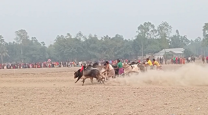 ঐতিহ্যবাহী গরু মই দৌড় প্রতিযোগিতা । ছবি: প্রতিনিধি