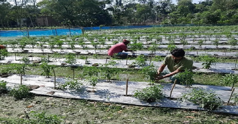 ছবি : প্রতিনিধি