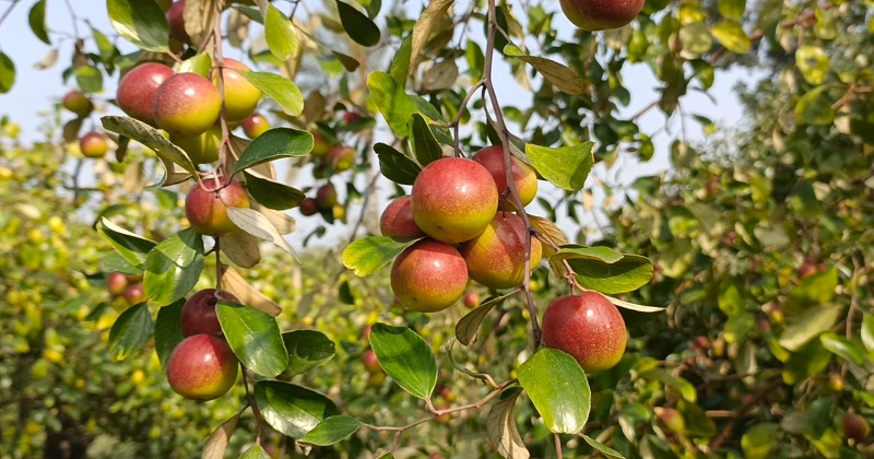 সাতক্ষীরায় বাণিজ্যিকভাবে কুল চাষ হচ্ছে