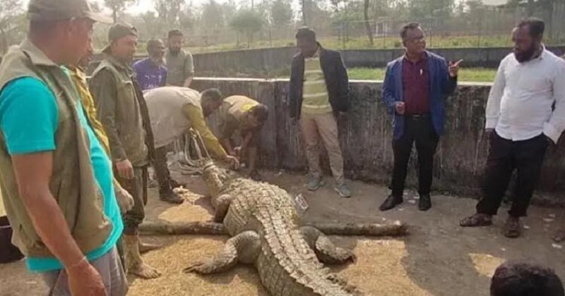 সাফারি পার্কে স্ত্রী কুমিরকে নিয়ে ২ পুরুষ কুমিরের মারামারি, আহত ১