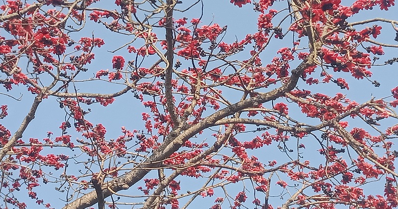 বিলুপ্তপ্রায় সূর্য কন্যা খ্যাত শিমুল গাছ