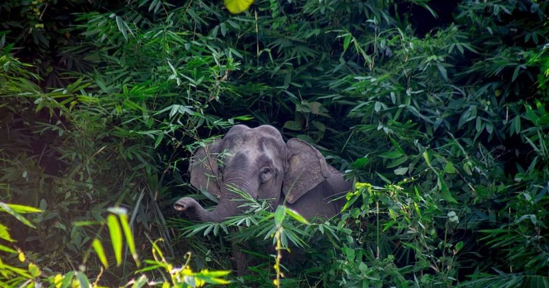 লোহাগাড়ায় বন্যহাতি। ছবি: প্রতিনিধি