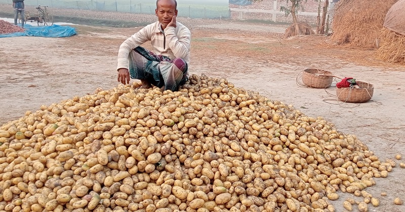 আলু নিয়ে বিপাকে কৃষক। ছবি: প্রতিনিধি