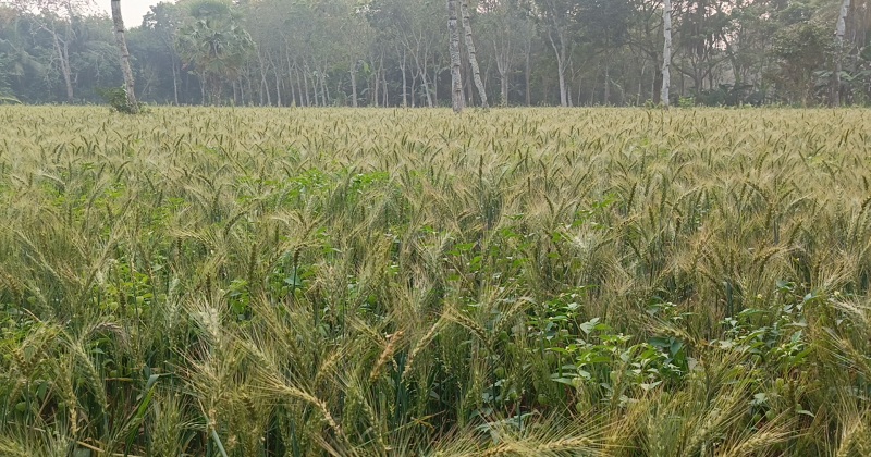 সবুজ রংয়ের গমের শীষ বাতাসে দোল খাচ্ছে। ছবি: প্রতিনিধি