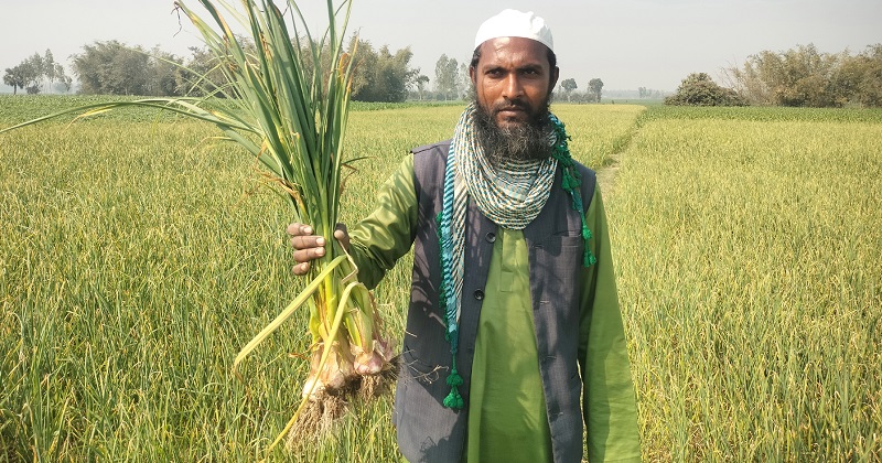 বোচাগঞ্জে বিনা চাষে রসুন আবাদে বাম্পার ফলন