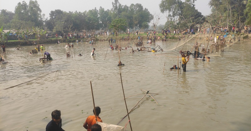 গোপালপুরে অভিনব পন্থায় পুকুরের মাছ শিকার