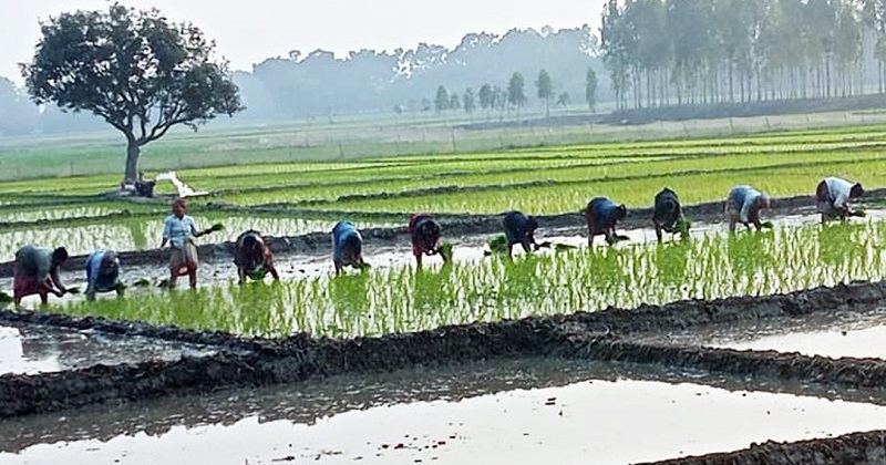 বোরো ধান লাগাচ্ছে কৃষকরা। ছবি: প্রতিনিধি