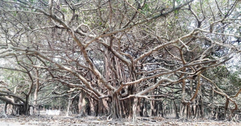 হারিয়ে যেতে বসেছে সাতক্ষীরার ঐতিহ্যবাহী বনবিবির বটতলা 