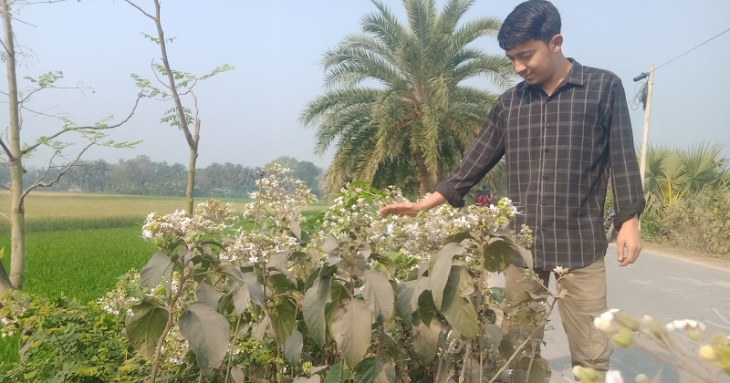 ছবিটি উপজেলা সদর আড়পাড়া ইউনিয়নের পুকুরিয়া গ্রাম থেকে তোলা। ছবি: প্রতিনিধি