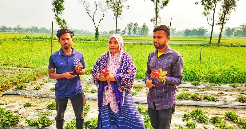 স্ট্রবেরি ক্ষেতে উপজেলা কৃষি কর্মকর্তা ইয়াসমিন আক্তারসহ কৃষকরা। ছবি : প্রতিনিধি