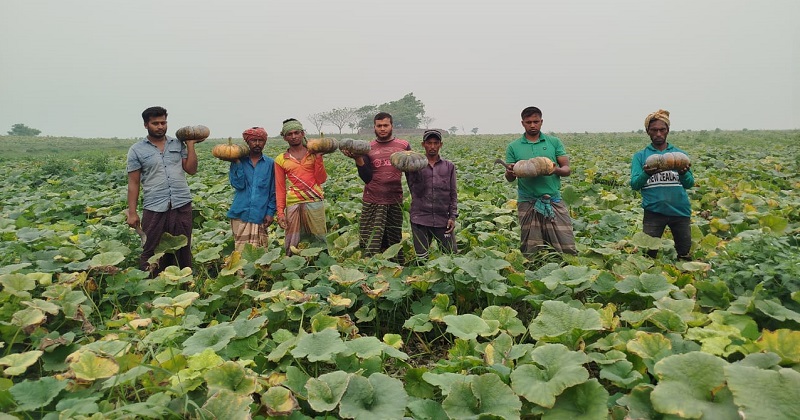 মিষ্টি কুমড়া হাতে চাষিরা। ছবি: প্রতিনিধি