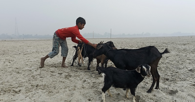 ধরলা নদীরবুকে চর সোনাবাজী এলাকায় চরের এক শিশু ছাগল চরাচ্ছেন। ছবি: প্রতিনিধি