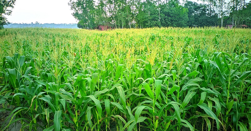 মৌলভীবাজারের অর্থনীতিতে সুবাতাস দিতে যাচ্ছে ভুট্টা চাষ। ছবি : প্রতিনিধি