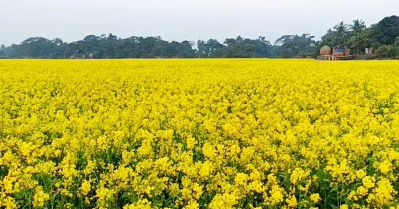 ছবি: প্রতিনিধি