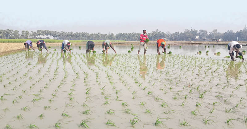 পত্নীতলায় বোরো ধান রোপণে ব্যস্ত কৃষক