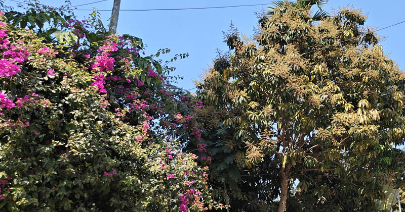 ছবি: খোলা কাগজ 