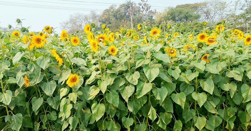 ছবি: প্রতিনিধি