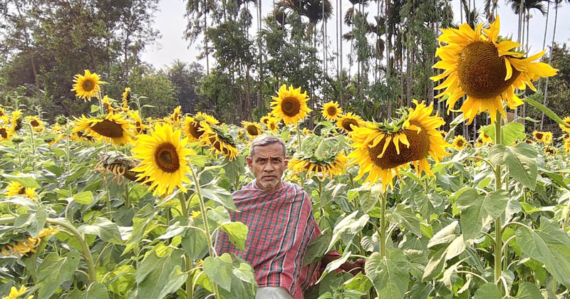 ছবি: শ্রীমঙ্গল উপজেলার লাহারপুর গ্রামের কৃষক আব্দুর রহিম ওরফে মিন্টু মিয়া