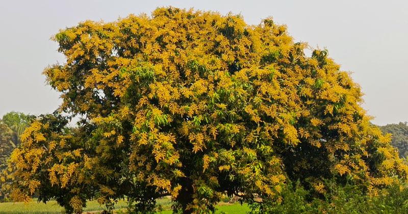 ছবি: খোলা কাগজ
