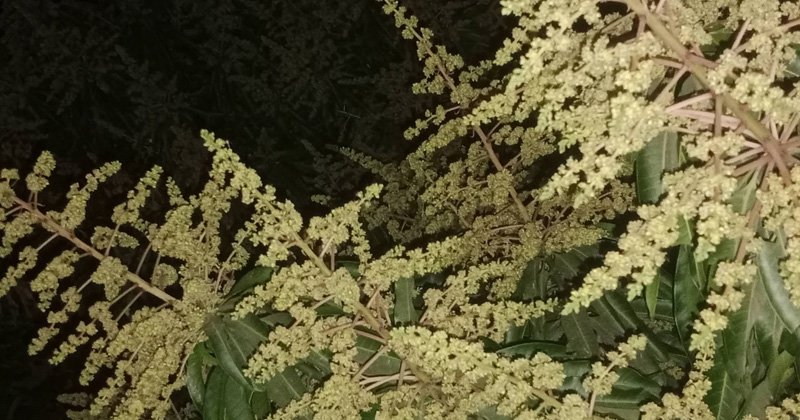 গাছে গাছে সোনালী আমের মুকুলে ম ম ঘ্রাণ