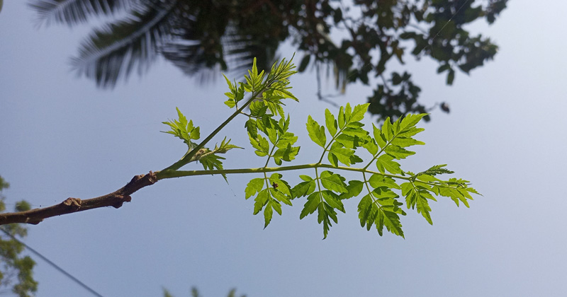 বসন্তের আগমনে গাছে গাছে শোভা পাচ্ছে নতুন পাতা 