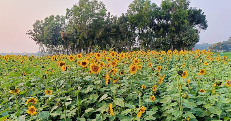 ছবি: খোলা কাগজ 