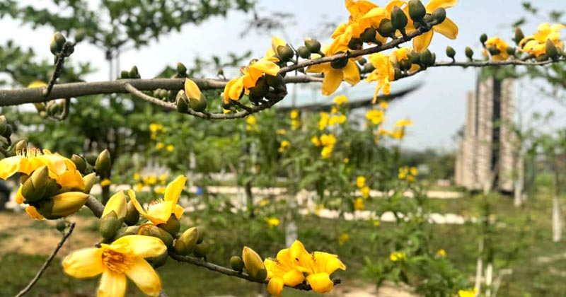 মৌলভীবাজার বার্ড পার্ক অ্যান্ড ইকো ভিলেজে শিমুল গাছের ডালে ডালে ফুটেছে দুষ্প্রাপ্য ও বিরল প্রজাতির হলুদ ফুল | ছবি: খোলা কাগজ