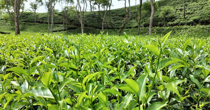 ছবি: খোলা কাগজ 