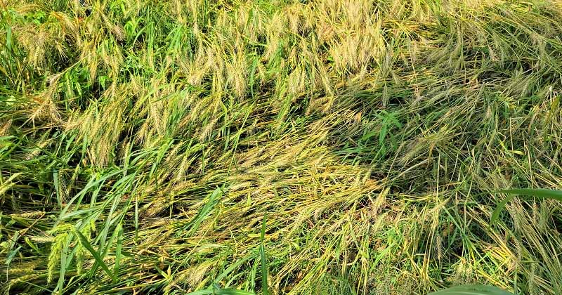 ক্ষতিগ্রস্ত ফসল
