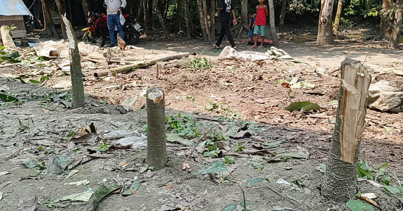 মতলব উত্তরের দক্ষিণ রামপুর এলাকায় বিরোধপূর্ণ জমিতে কাটা ফলজ গাছের দৃশ্য। 