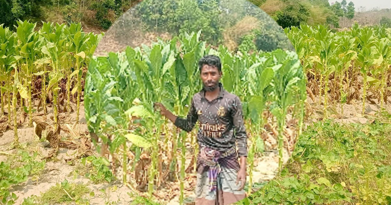 শাহীন আলম