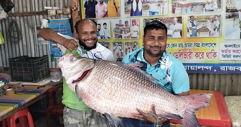 পদ্মার ৩০ কেজি ওজনের কাতল বিক্রি হলো ৬৯ হাজার টাকায়