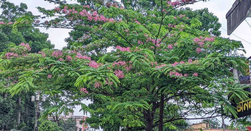 ছবি: প্রতিবেদক