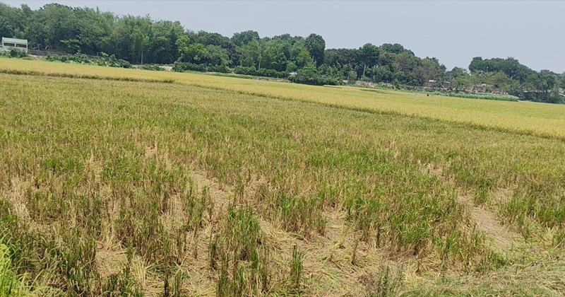 দামুড়হুদায় প্রতিপক্ষের বিরুদ্ধে কৃষকের পাকা ধান কেটে নেওয়ার অভিযোগ