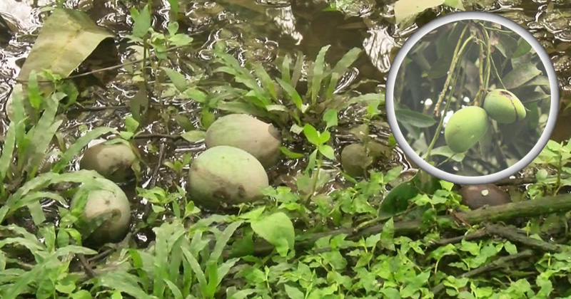 ছবি : খোলা কাগজ