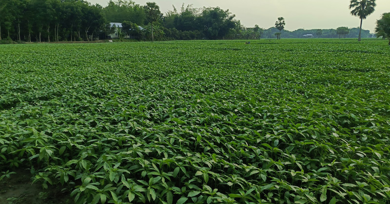 ছবি: প্রতিনিধি