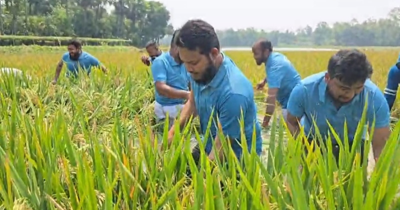 কাপাসিয়ায় কৃষকের ধান কেটে দিলেন এমপি সালাউদ্দিন