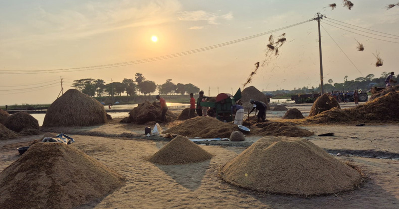 স্বস্তির রোদে হাওরে ধান শুকাতে ব্যস্ত কৃষক
