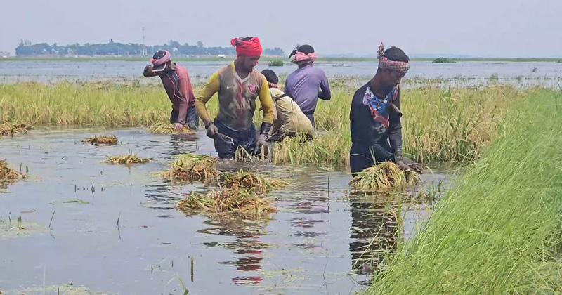 কিশোরগঞ্জে ২৫৯ কোটি টাকার ফসলের ক্ষতি, দিশেহারা ৫০ হাজার কৃষক