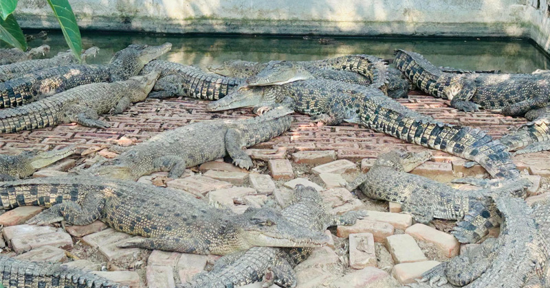 সীমান্ত জনপদ তুমব্রু এখন ‘কুমিরের রাজ্য’