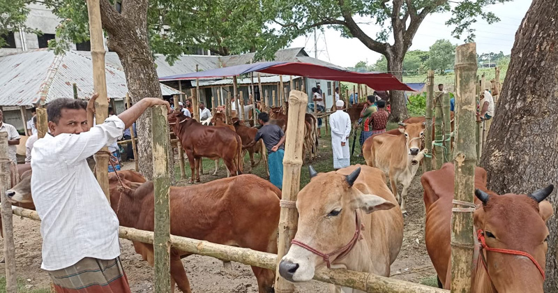বুড়িচংয়ে অনুমোদনহীন পশুর হাট, বিপুল রাজস্ব হারাচ্ছে সরকার 